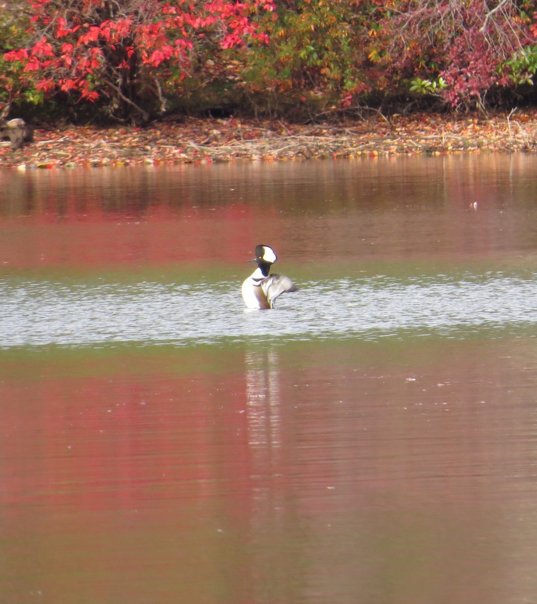 Hooded Merganser - ML95281441