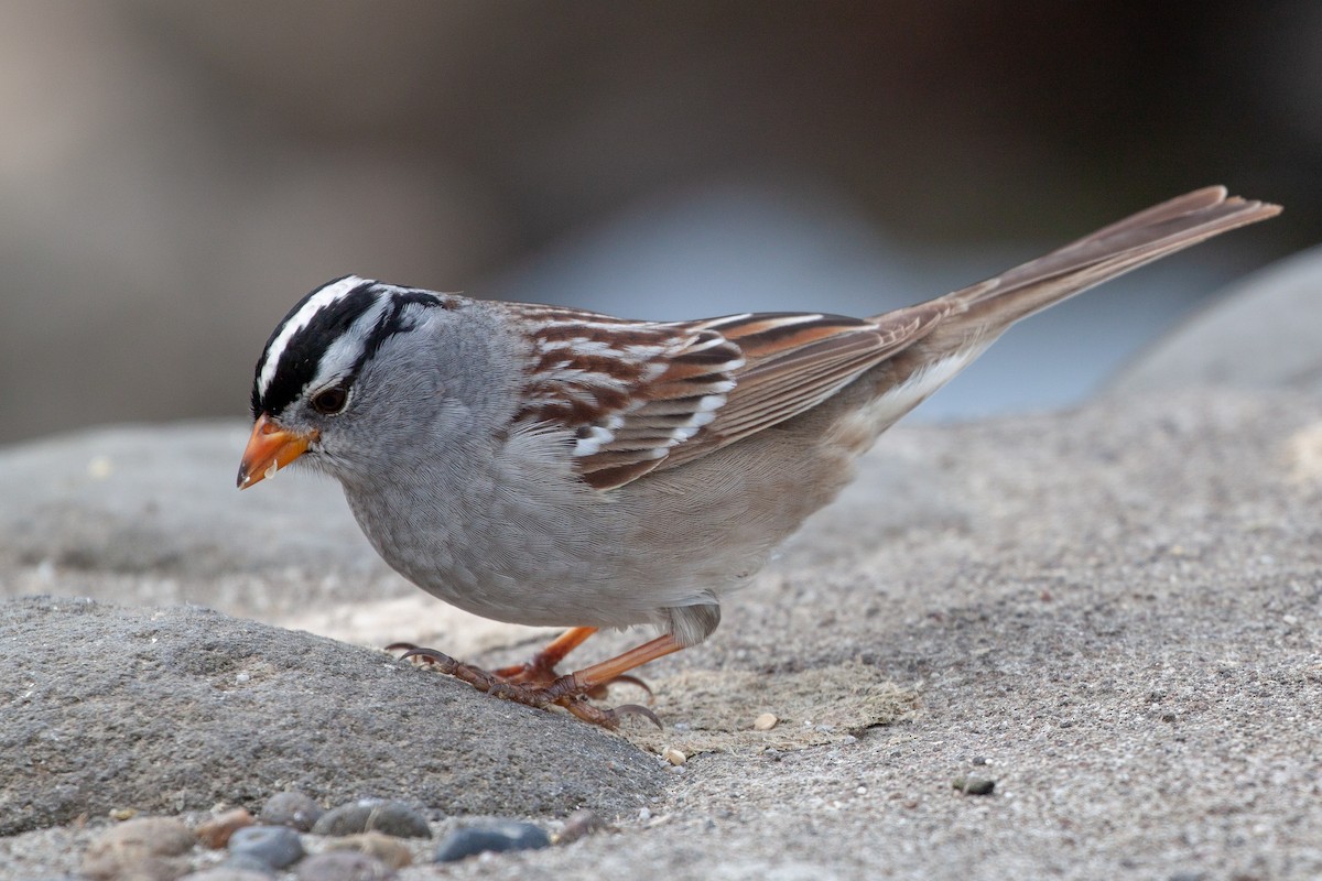 White-crowned Sparrow (Gambel's) - Philip Kline