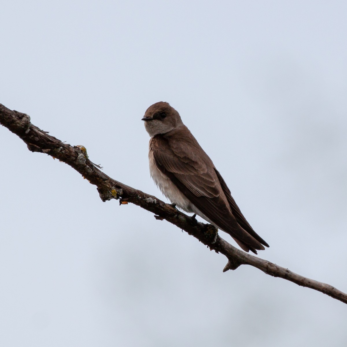 Northern Rough-winged Swallow - Philip Kline