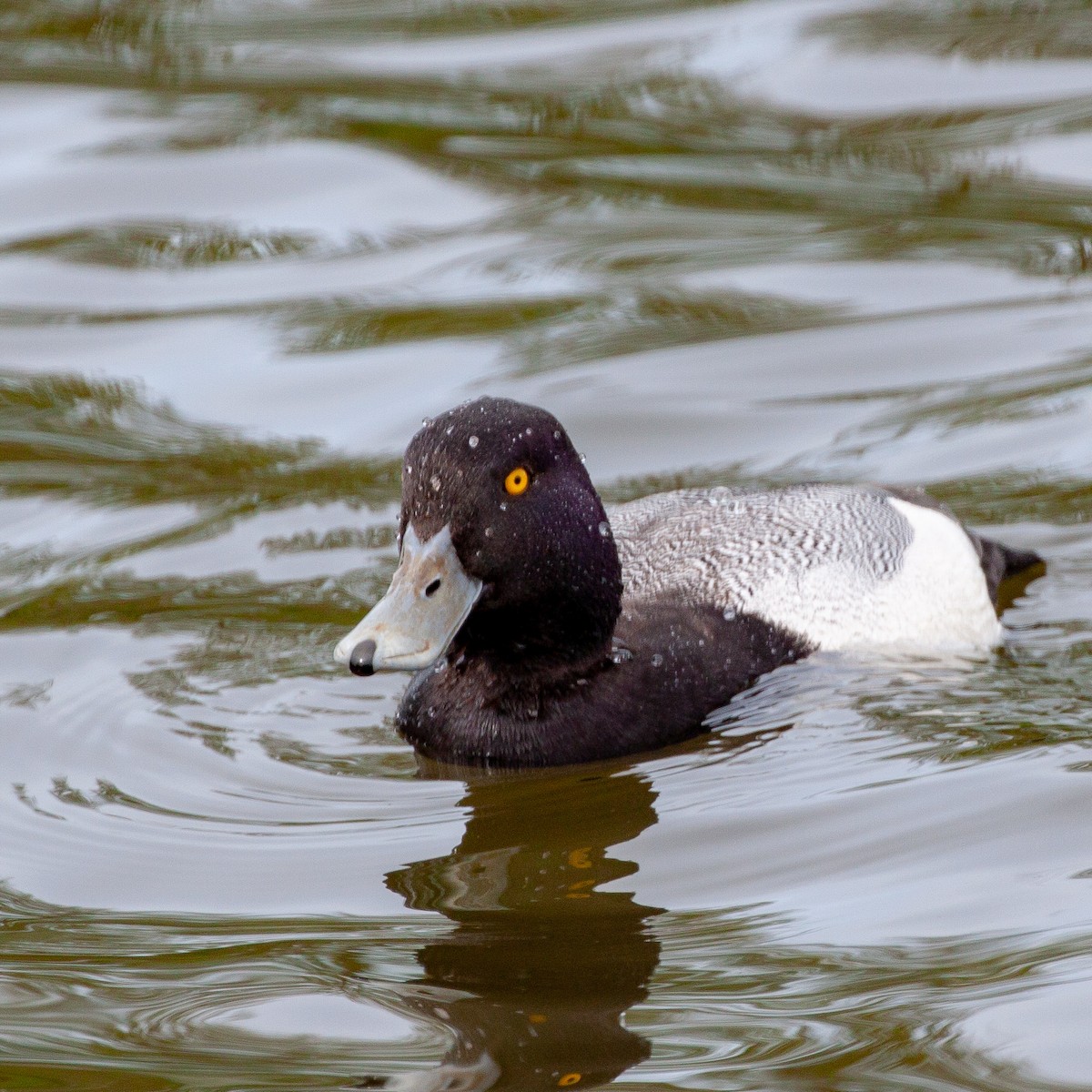 Lesser Scaup - Philip Kline