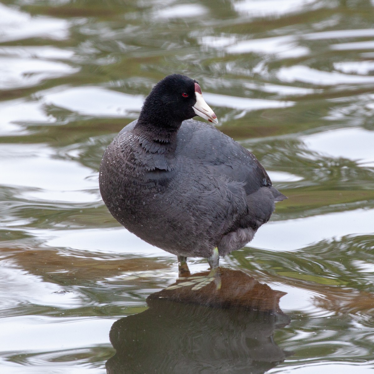 American Coot (Red-shielded) - Philip Kline