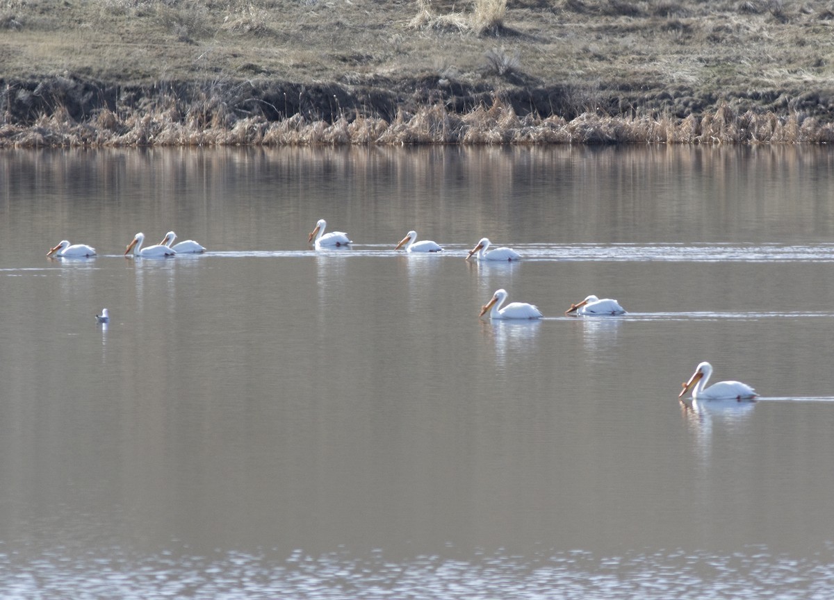 Pelikano zuri amerikarra - ML95284641