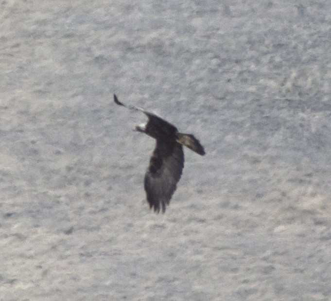 Arrano beltza - ML95285241