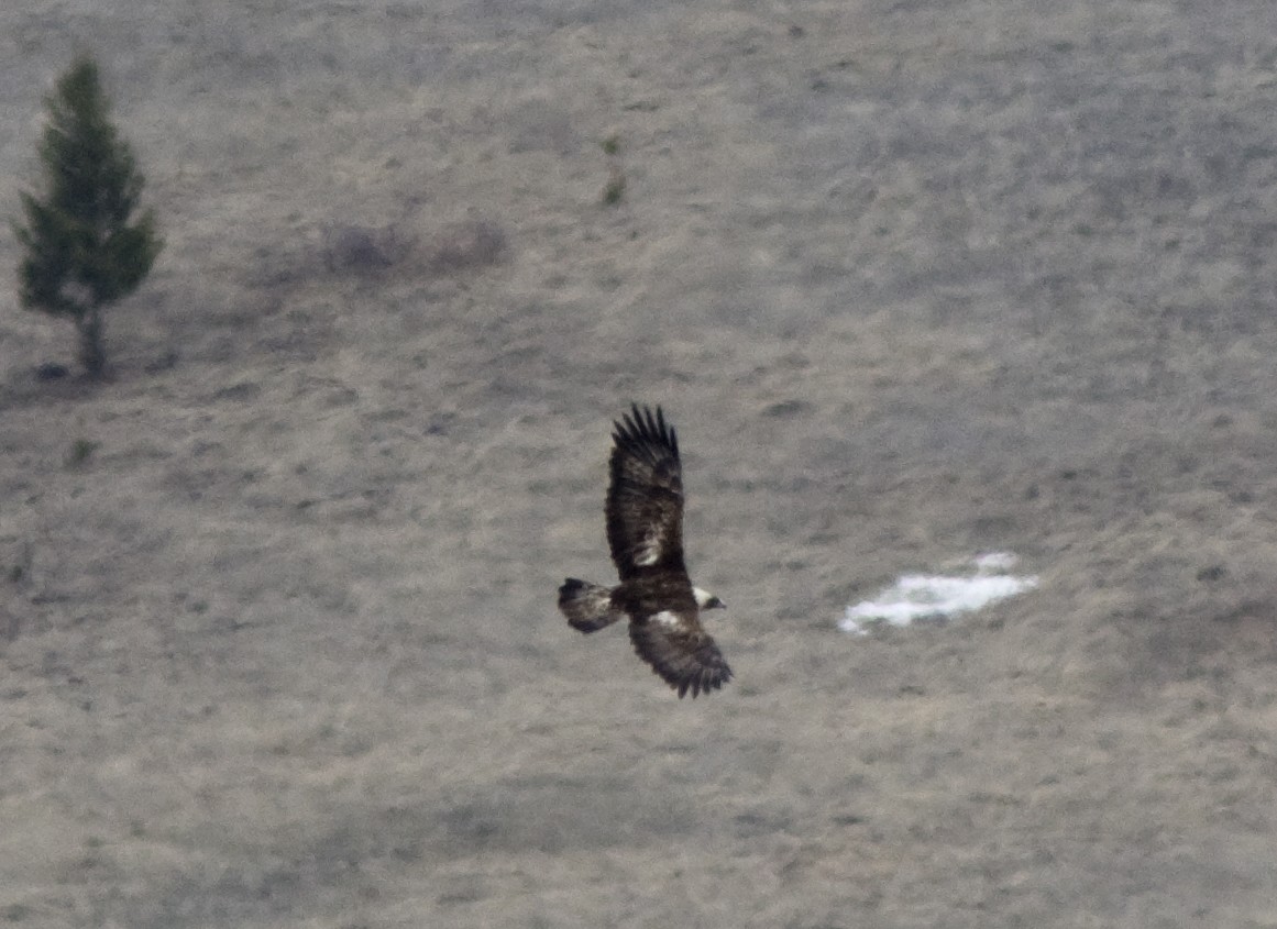 Arrano beltza - ML95285251