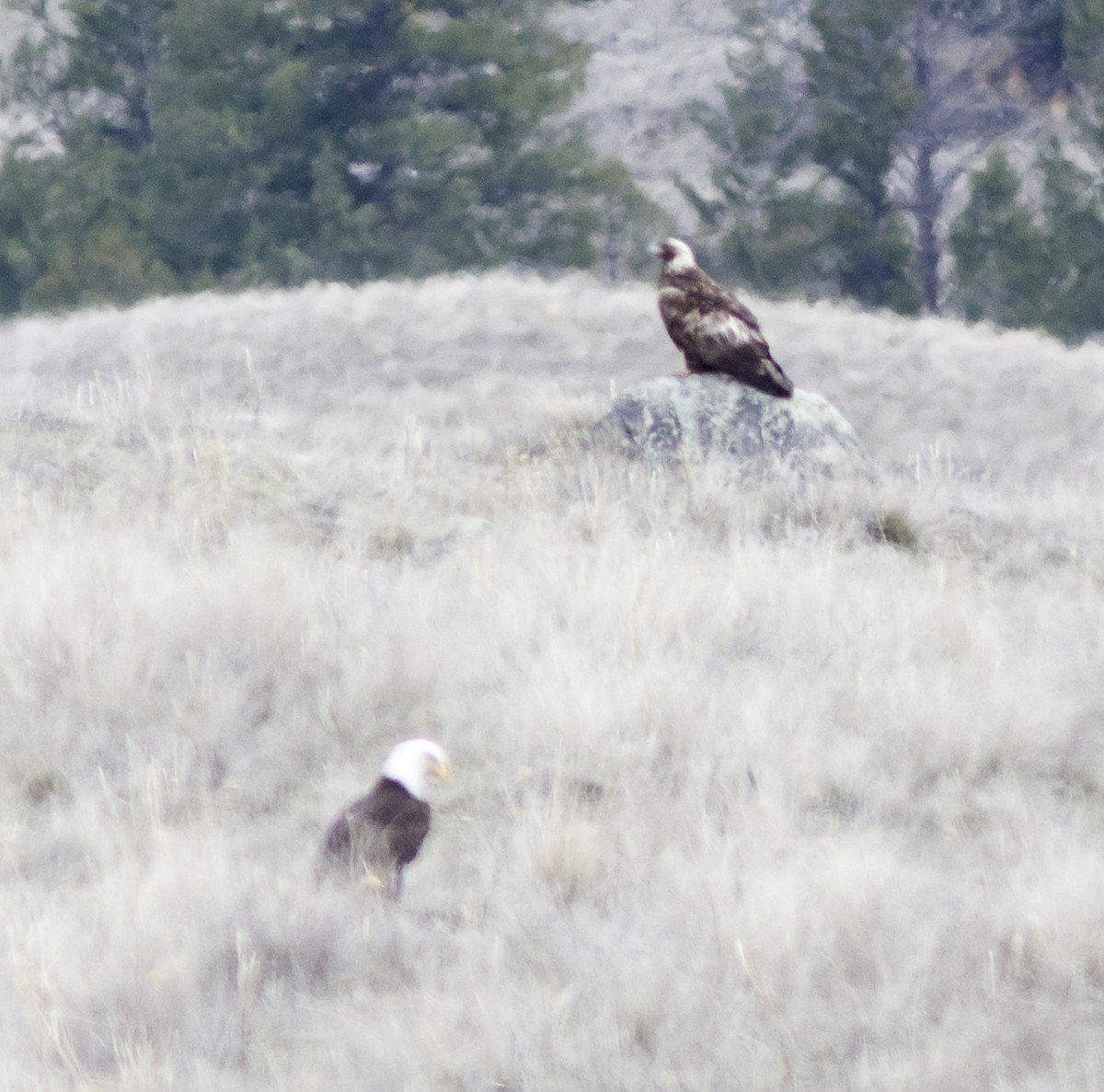 Arrano beltza - ML95285261