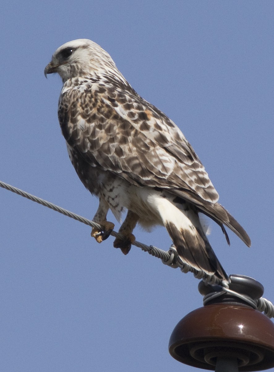 Zapelatz galtzaduna - ML95285401