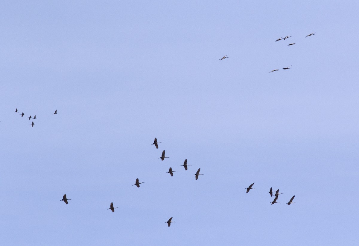 Kurrilo kanadarra - ML95285531