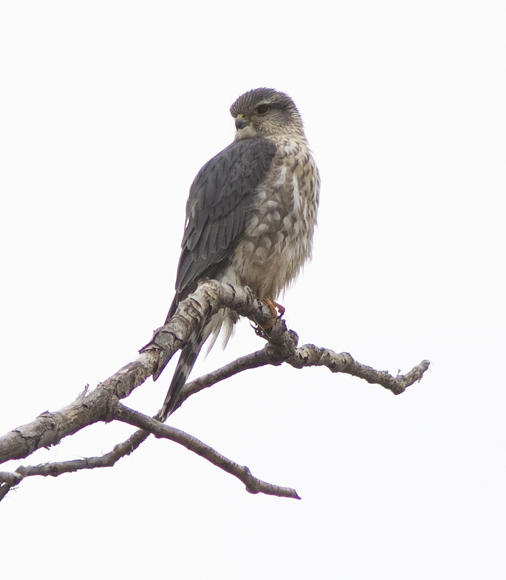 Belatz txikia - ML95285681