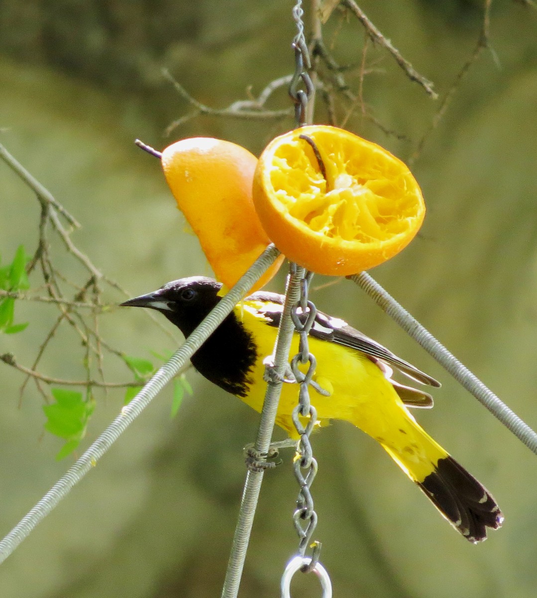 Scott's Oriole - ML95286521