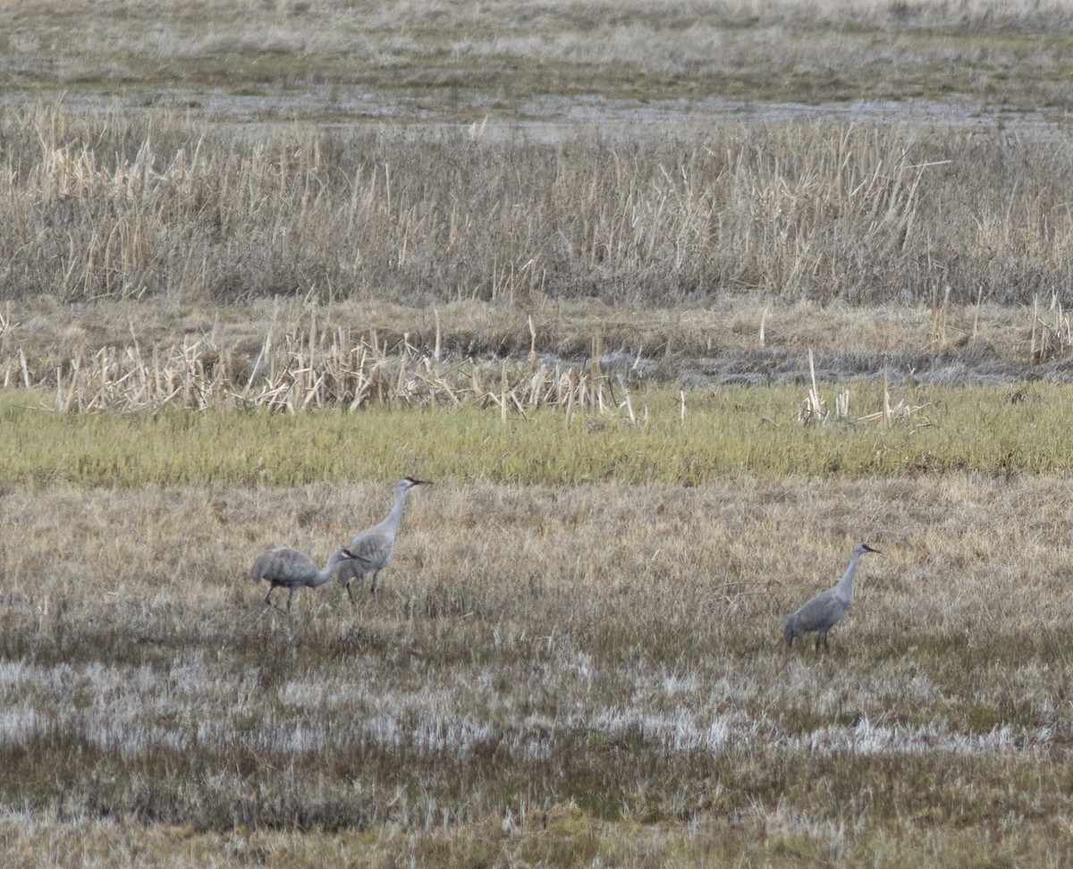 Sandhill Crane - Alan Burger