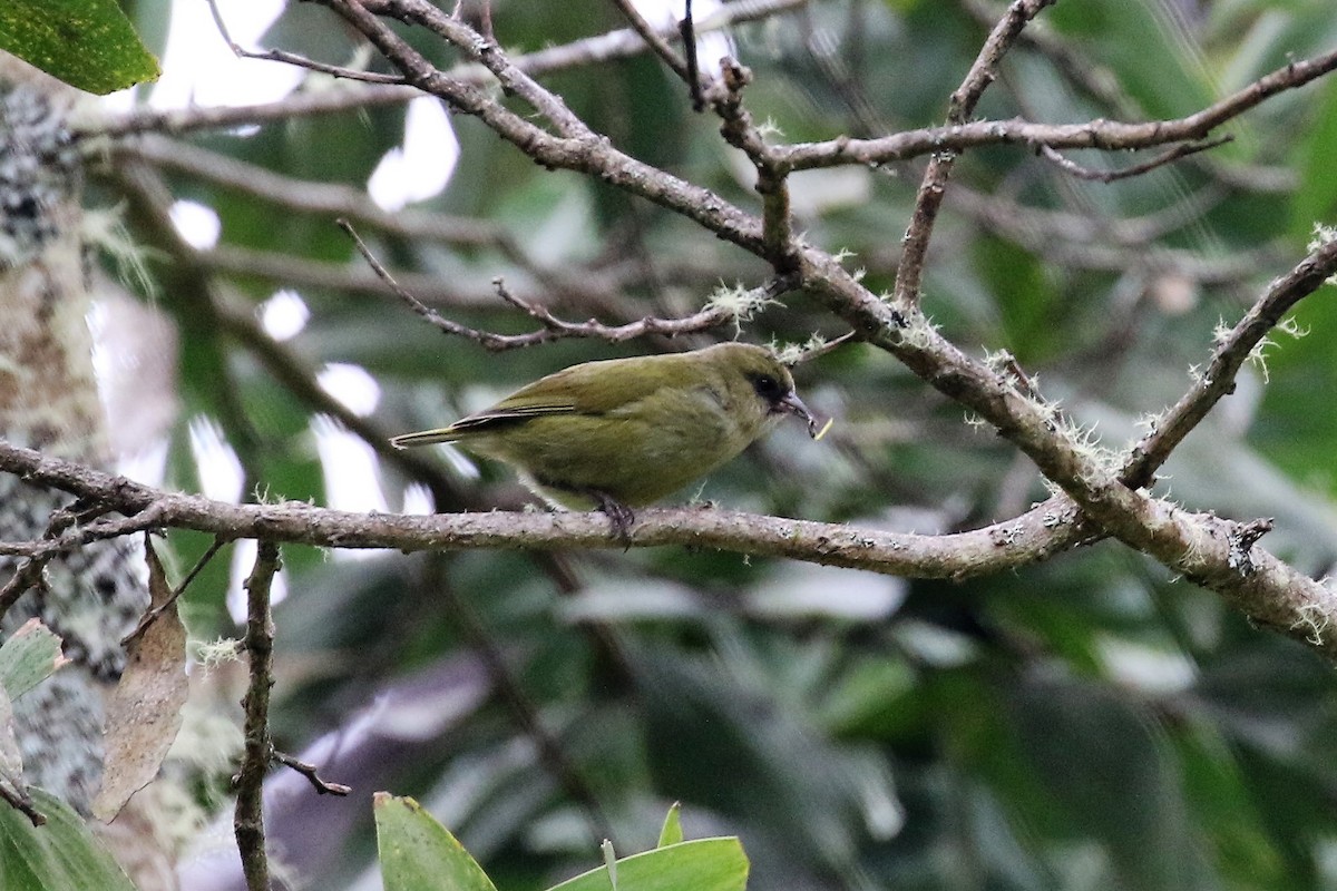 Hawaii Creeper - ML95288641