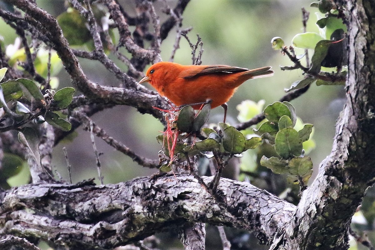 Hawaii-Akepakleidervogel - ML95288681