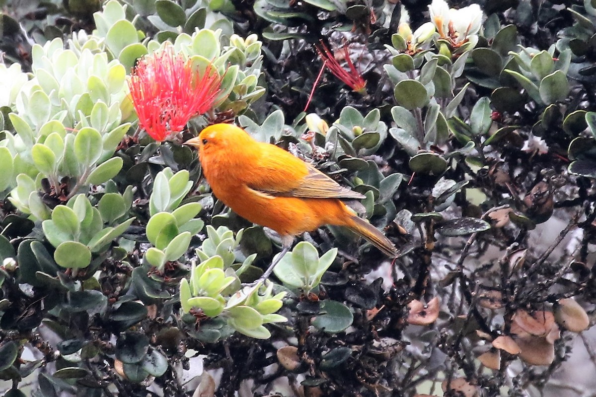 Hawaii-Akepakleidervogel - ML95288721