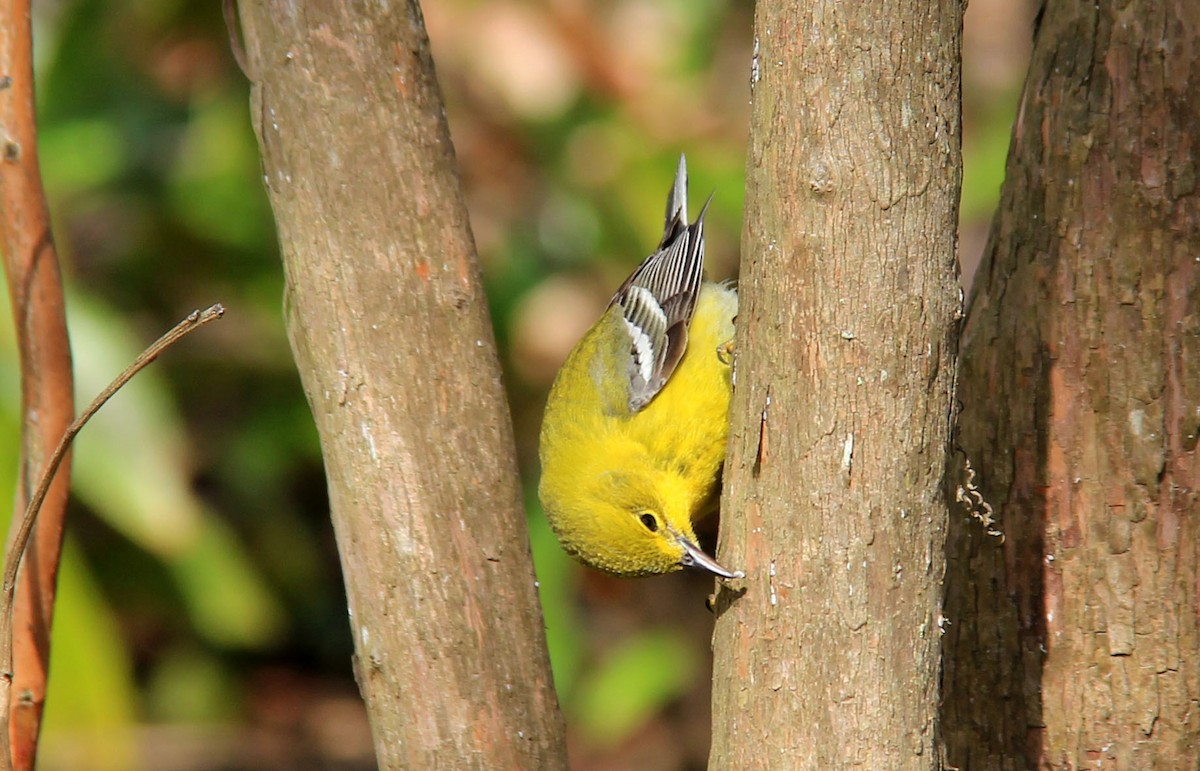 Pine Warbler - Stefan Mutchnick