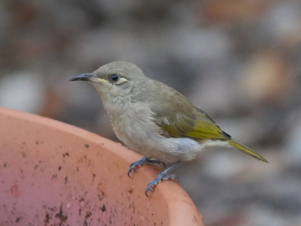 Brown Honeyeater - ML95293191