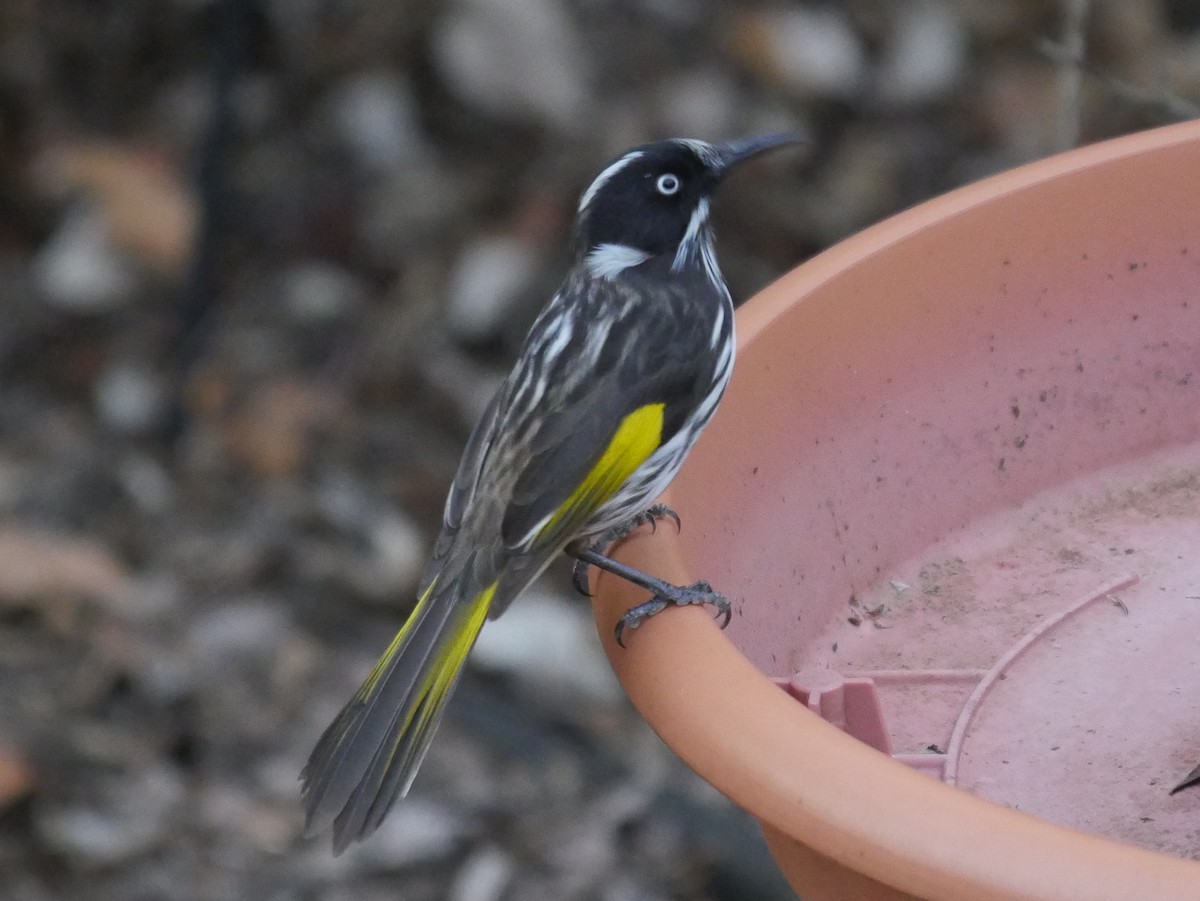 New Holland Honeyeater - ML95293221