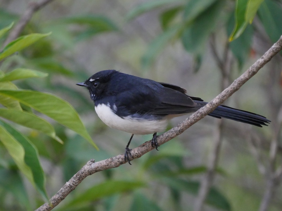 Willie-wagtail - ML95293251