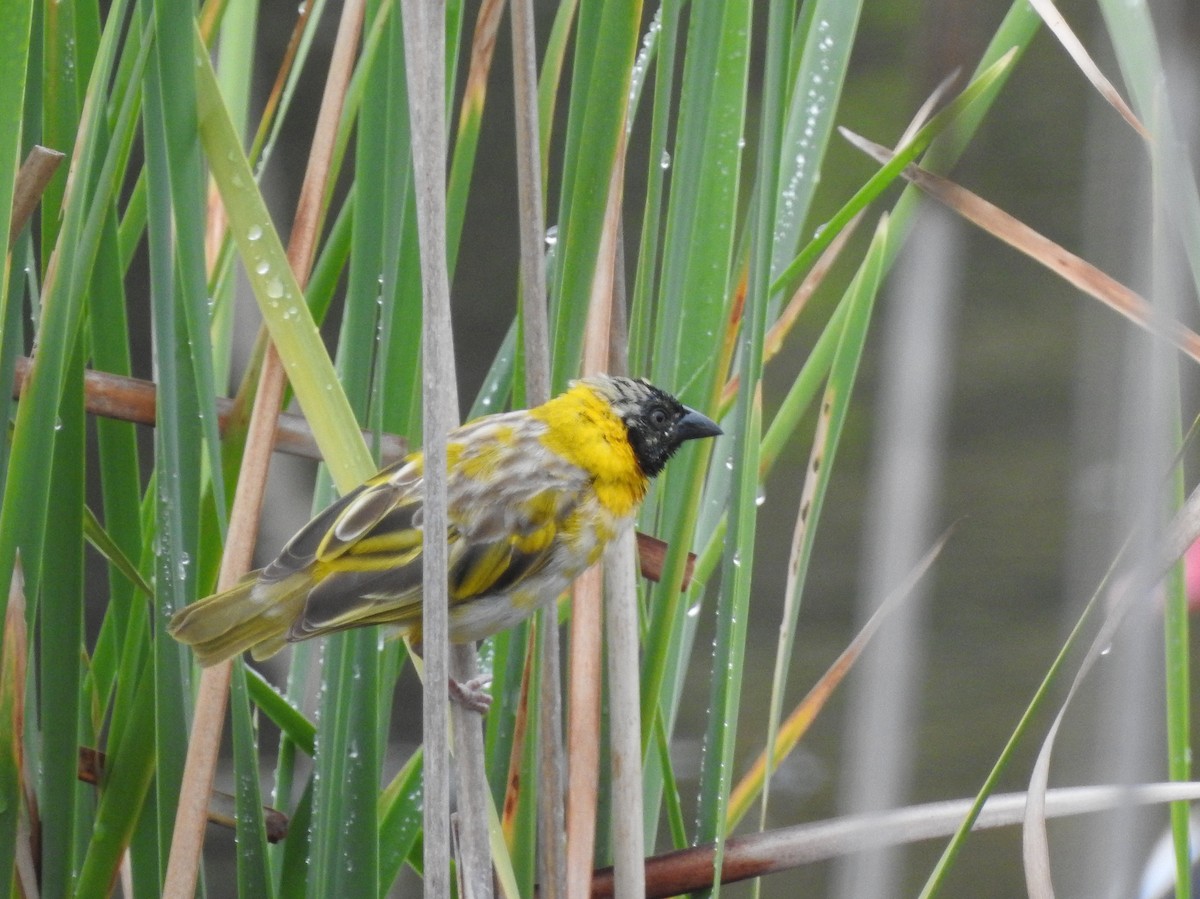 Black-headed Weaver - ML95293311