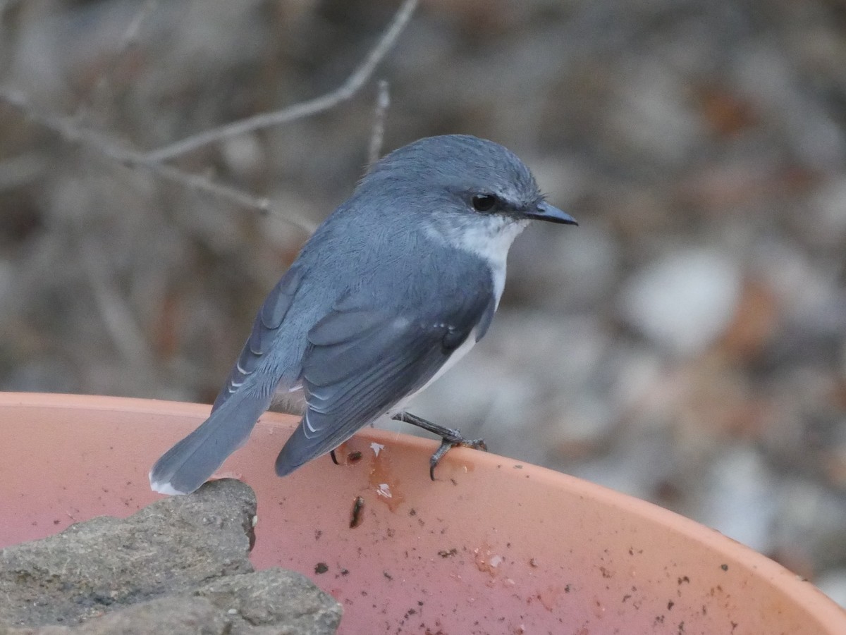 White-breasted Robin - ML95293401