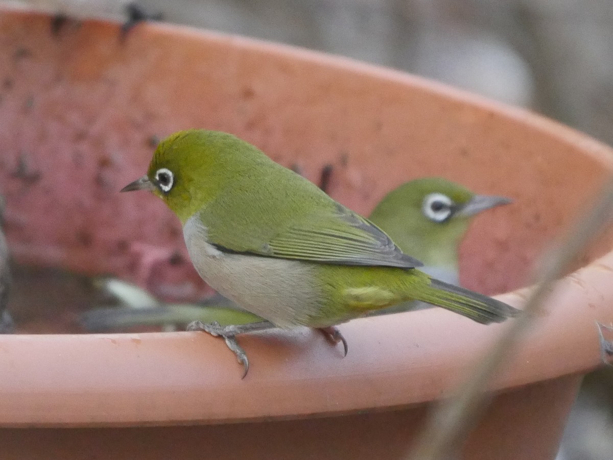 Zostérops à dos gris - ML95293411