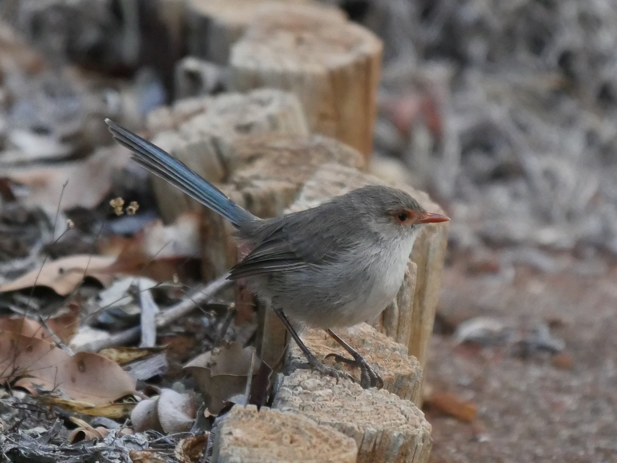 Splendid Fairywren - ML95293461