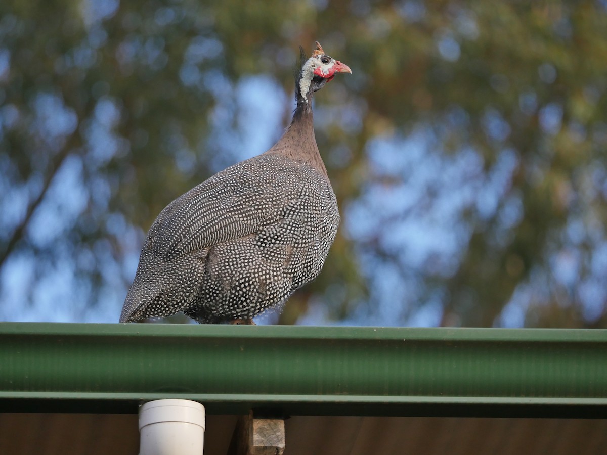 Helmeted Guineafowl (Domestic type) - ML95293541