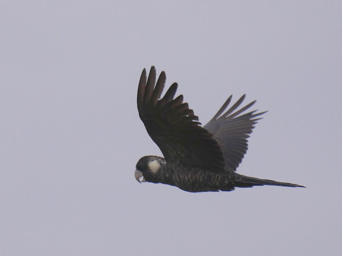 Baudin's Black-Cockatoo - ML95294611