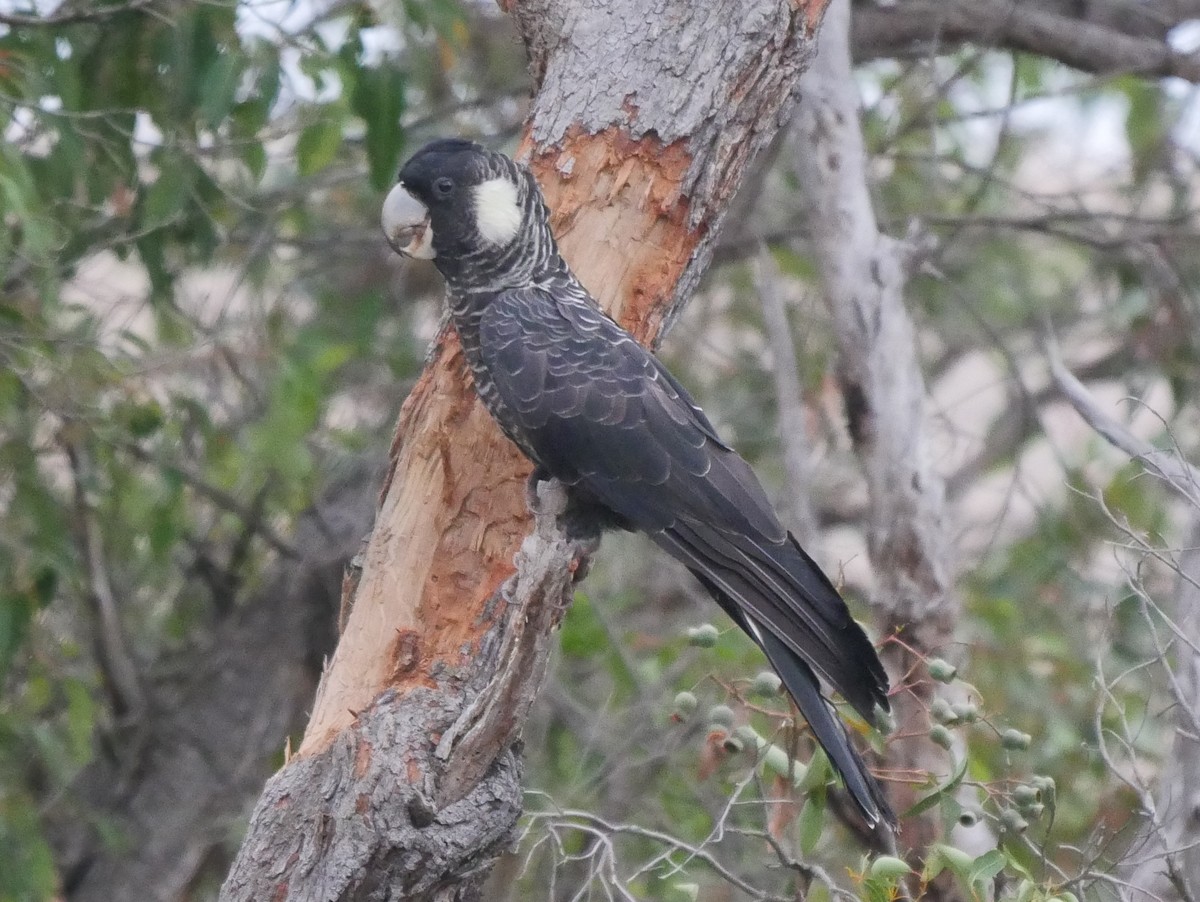 Cacatúa Fúnebre Piquilarga - ML95294621