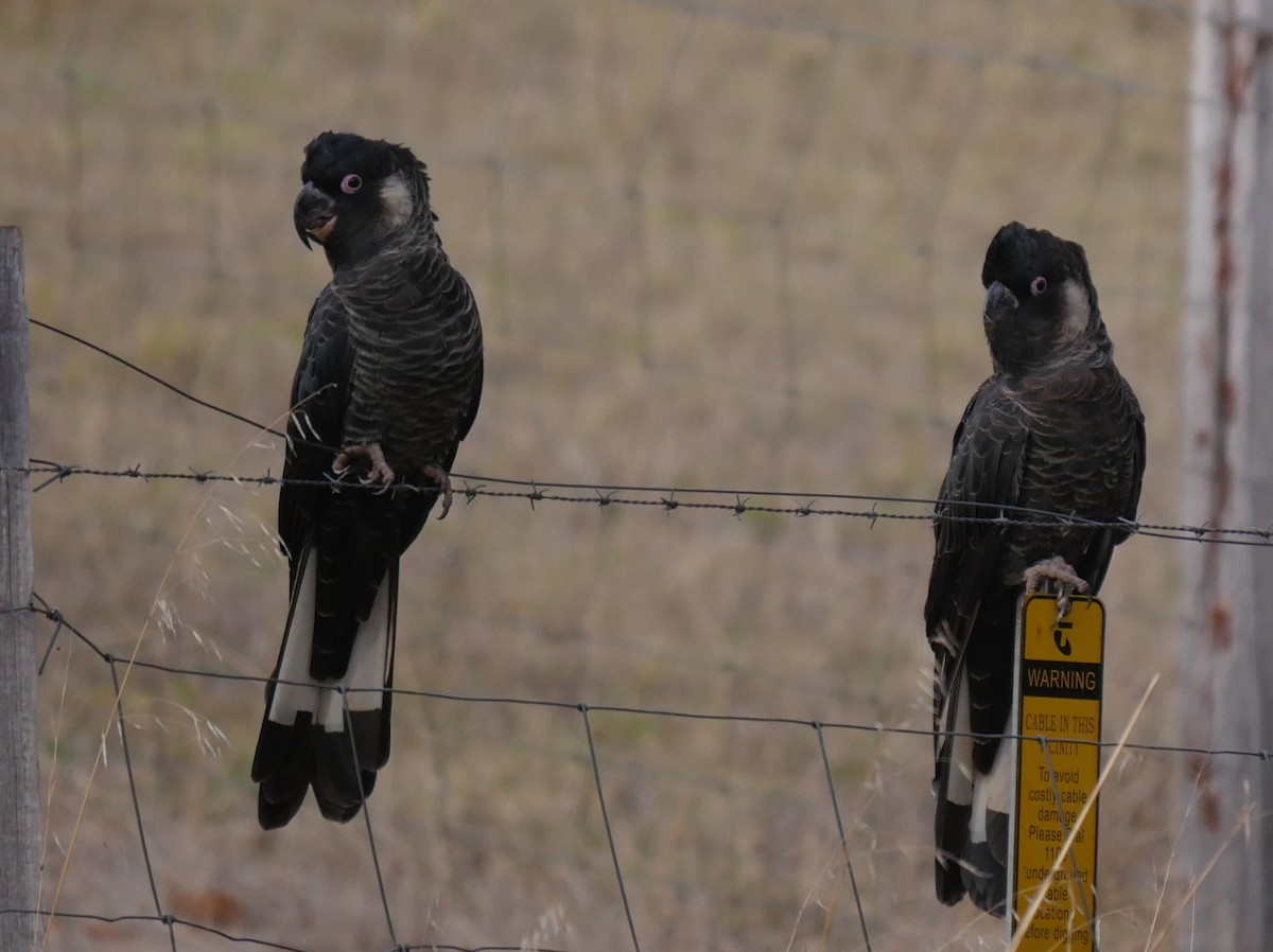 Baudin's Black-Cockatoo - ML95294631