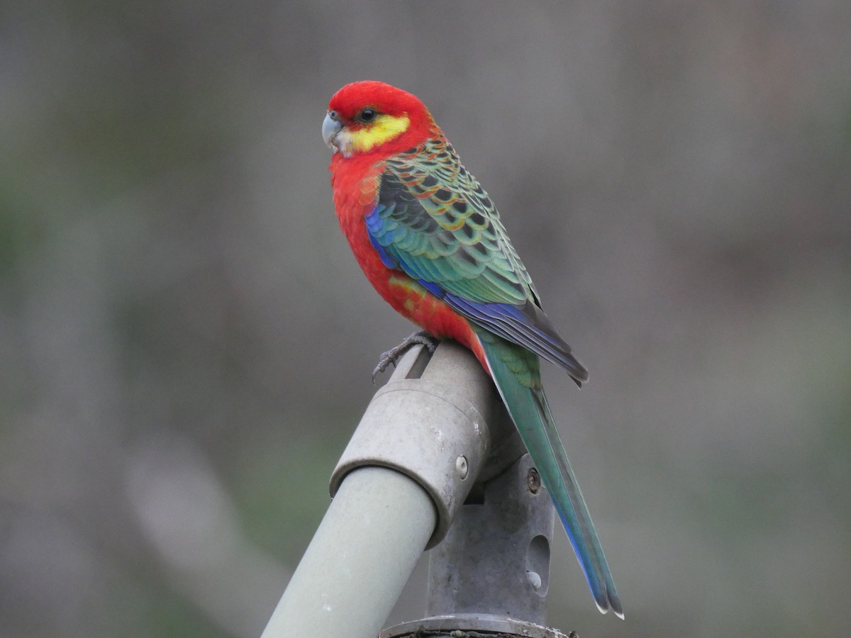 Western Rosella - Peter Lowe