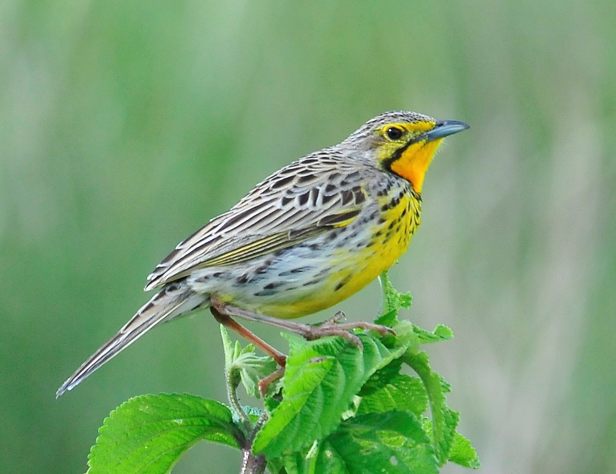 Pangani Longclaw - Kurt Hennige