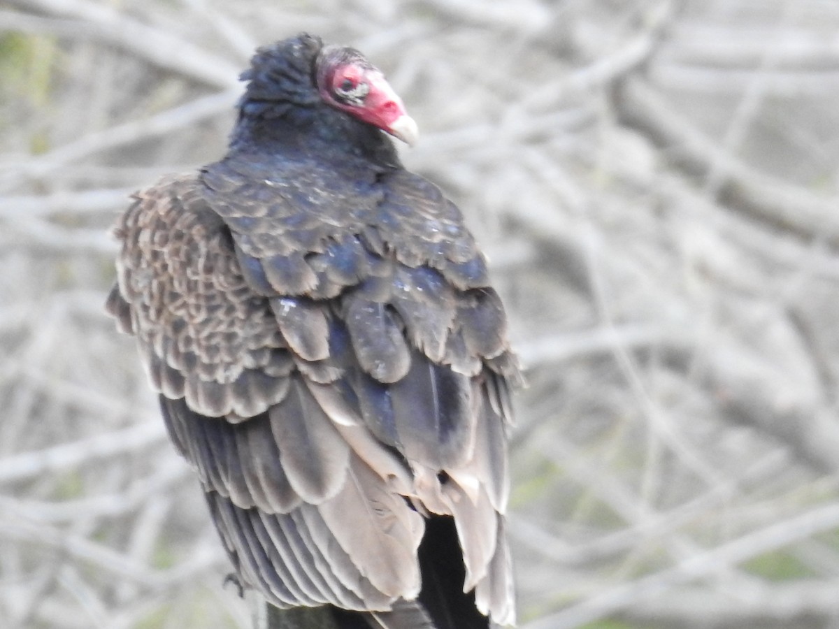 Turkey Vulture - Sandi Jacques