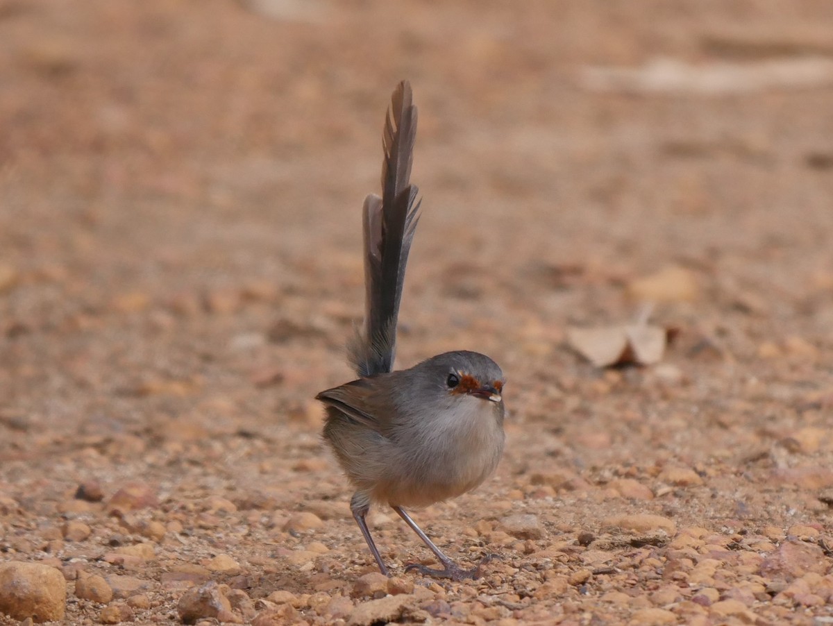 Red-winged Fairywren - ML95296421