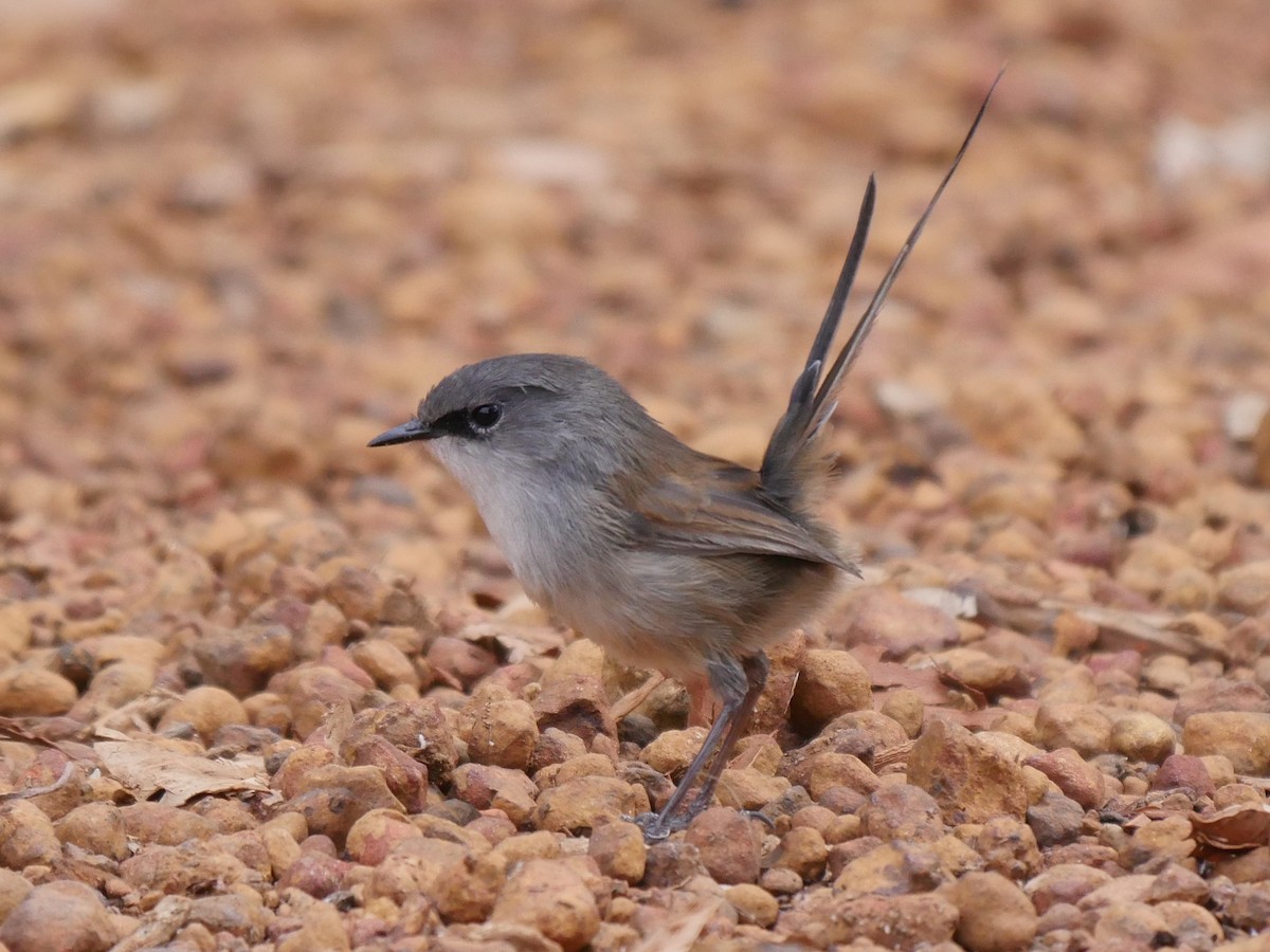 Red-winged Fairywren - ML95296431