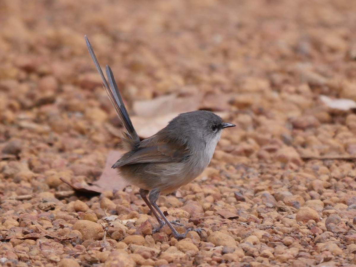 Red-winged Fairywren - ML95296461