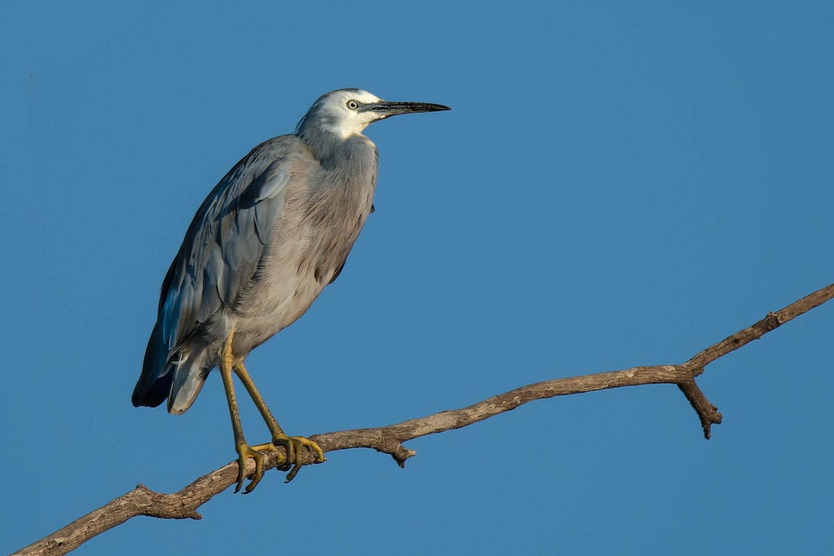 White-faced Heron - ML95297041