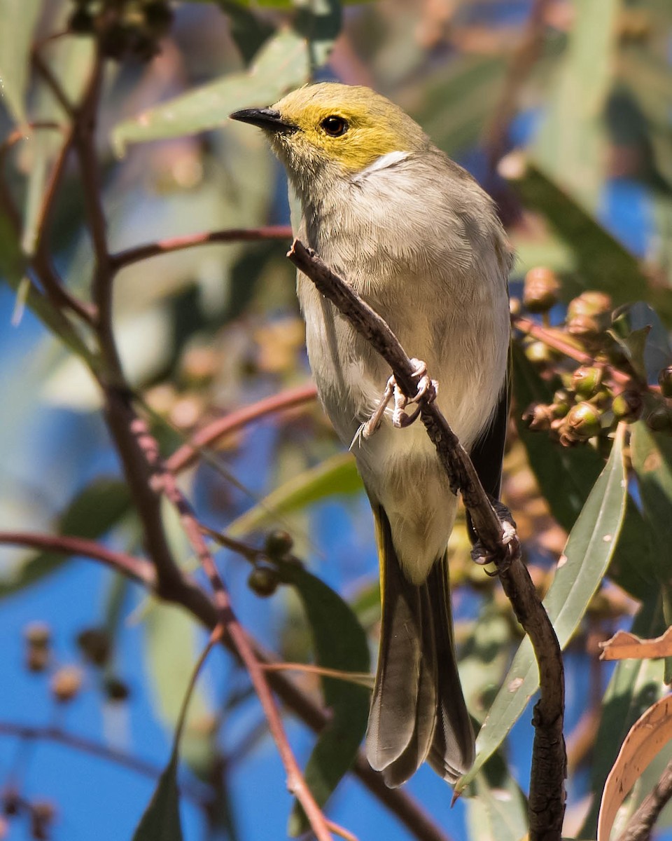 White-plumed Honeyeater - ML95297051