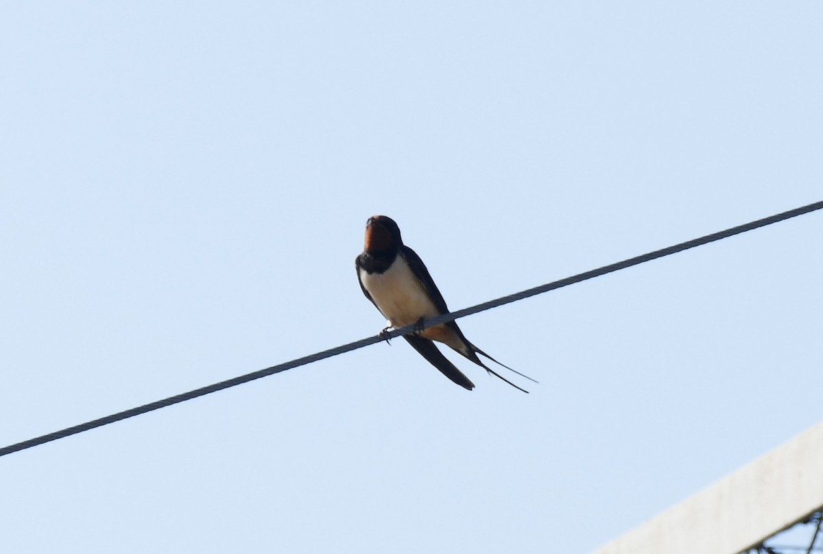 Barn Swallow - ML95297241