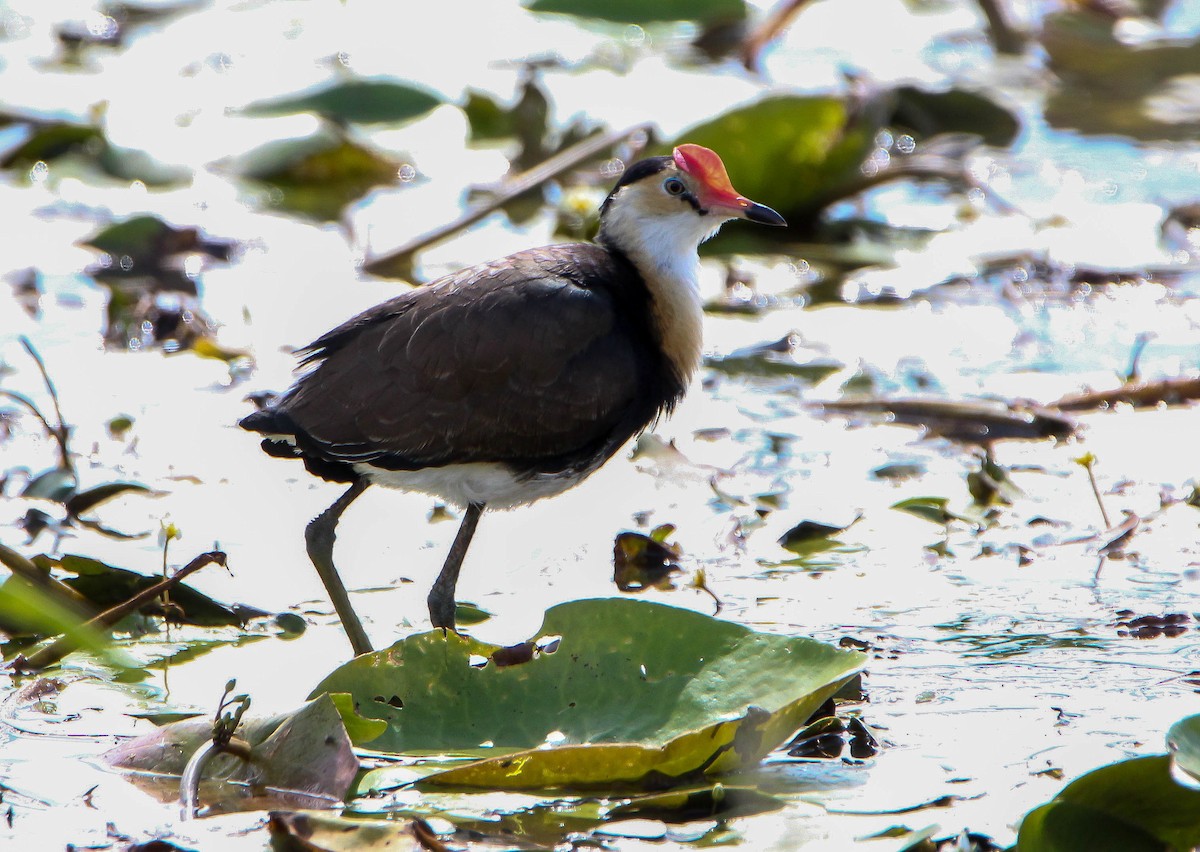 Jacana à crête - ML95297591