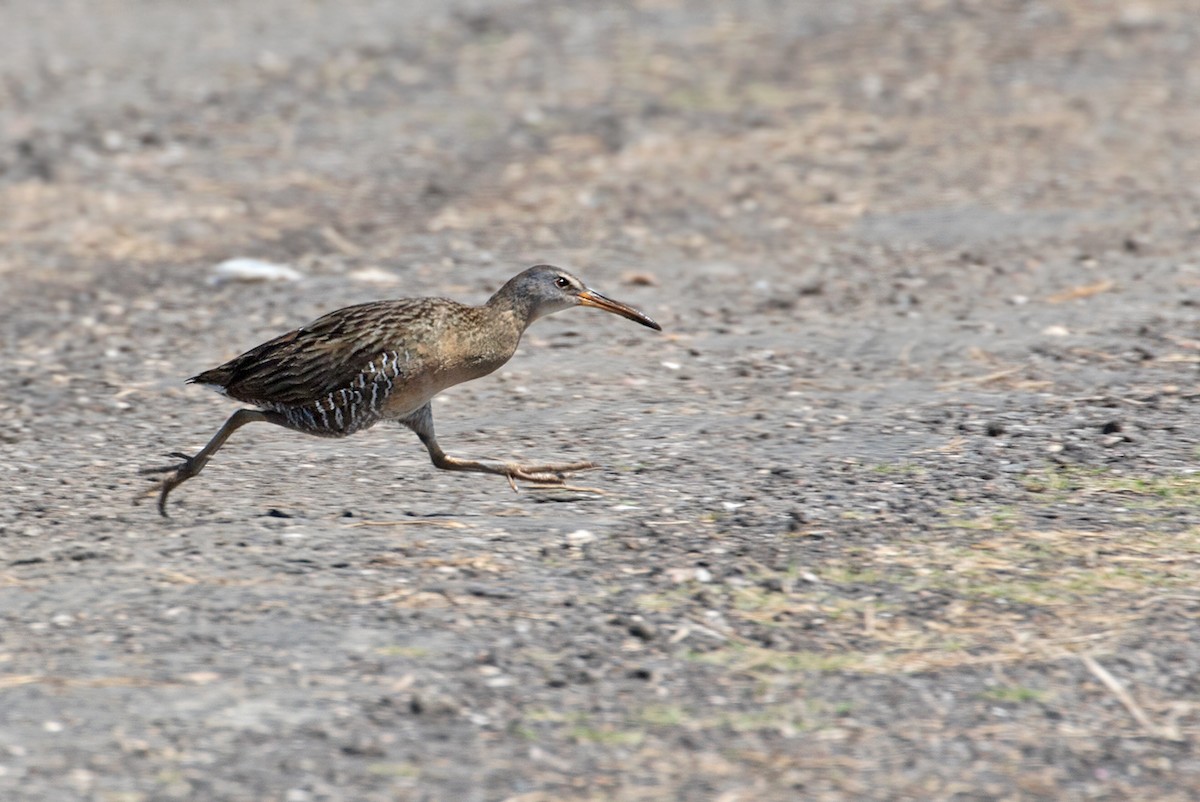 Clapper Rail (Gulf Coast) - Sam Woods/Tropical Birding Tours