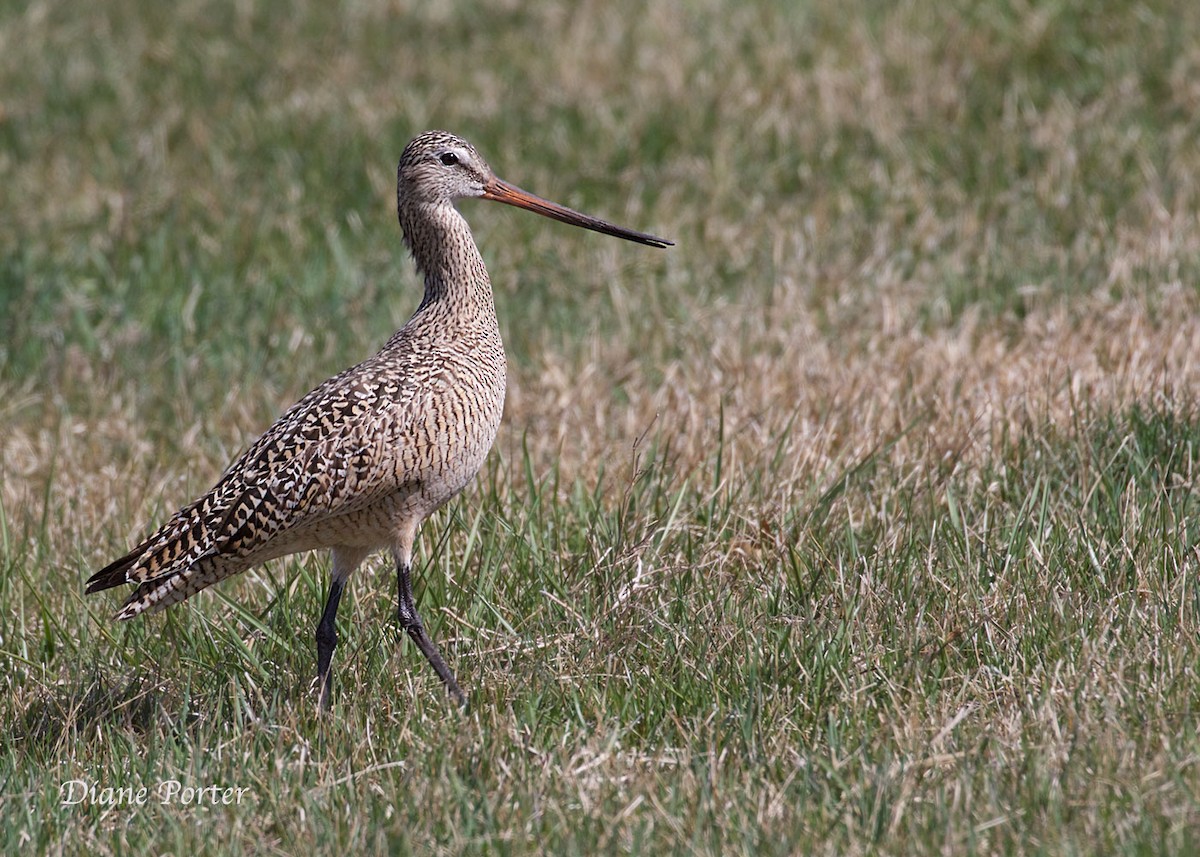 Marbled Godwit - ML95302191