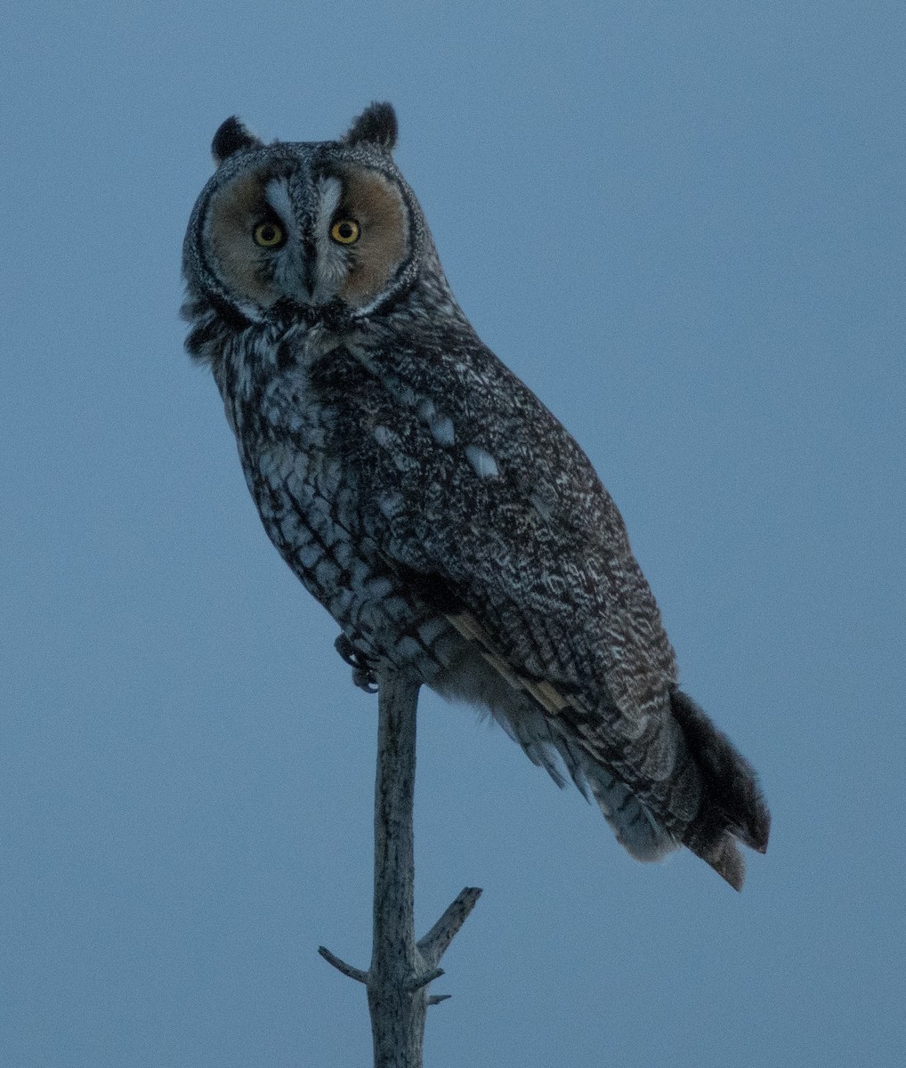 Long-eared Owl - ML95302821