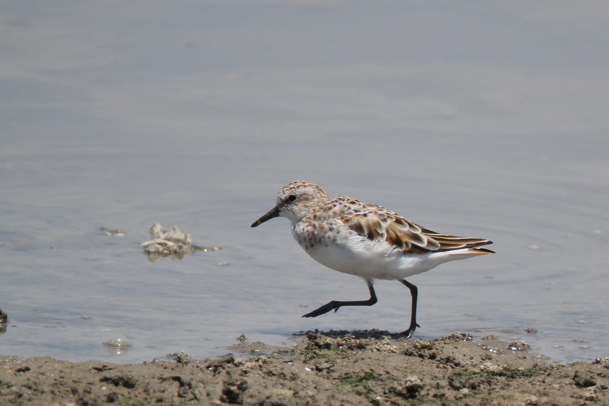 Little Stint - Ting-Wei (廷維) HUNG (洪)