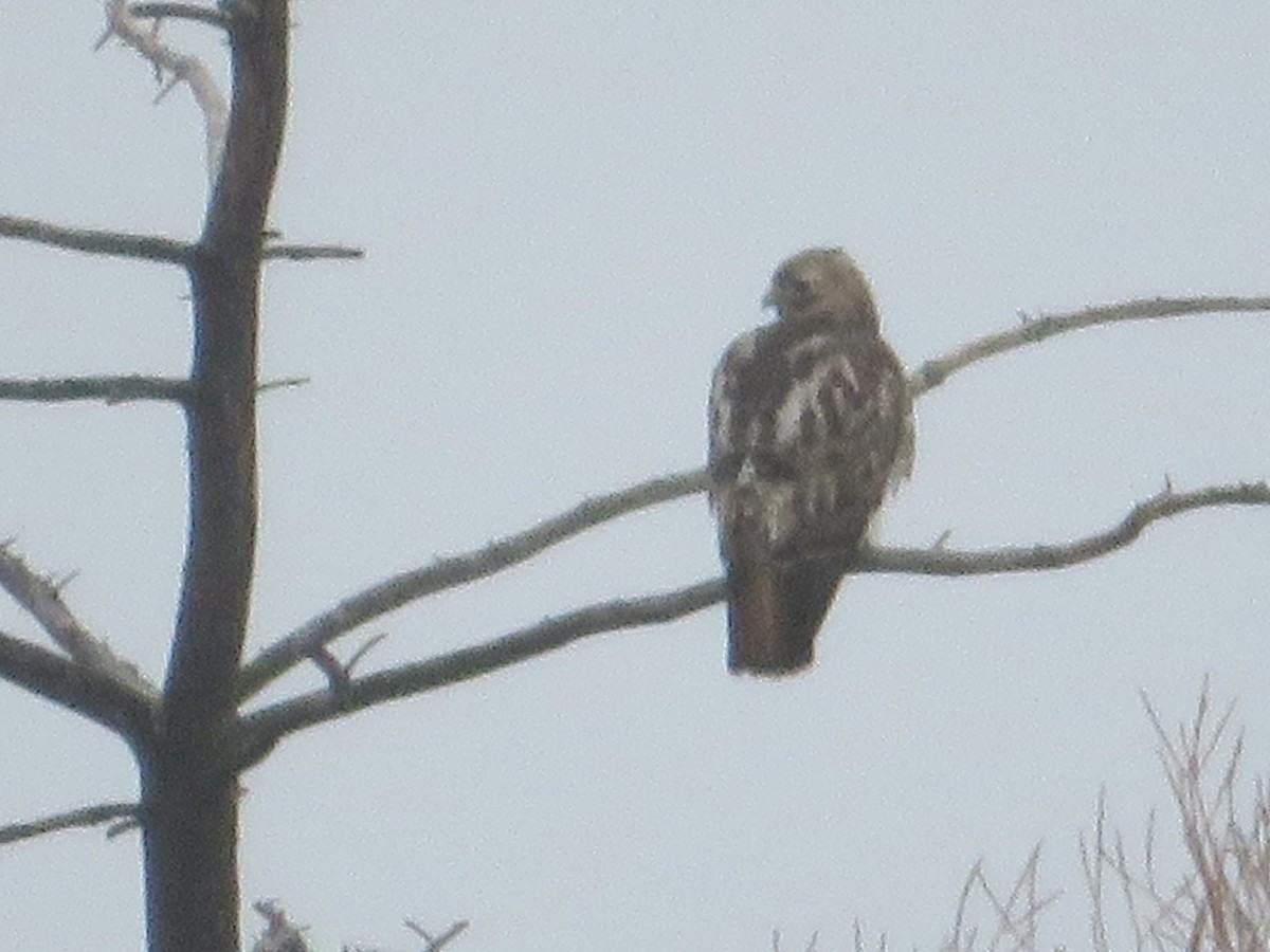 Red-tailed Hawk - ML95304431