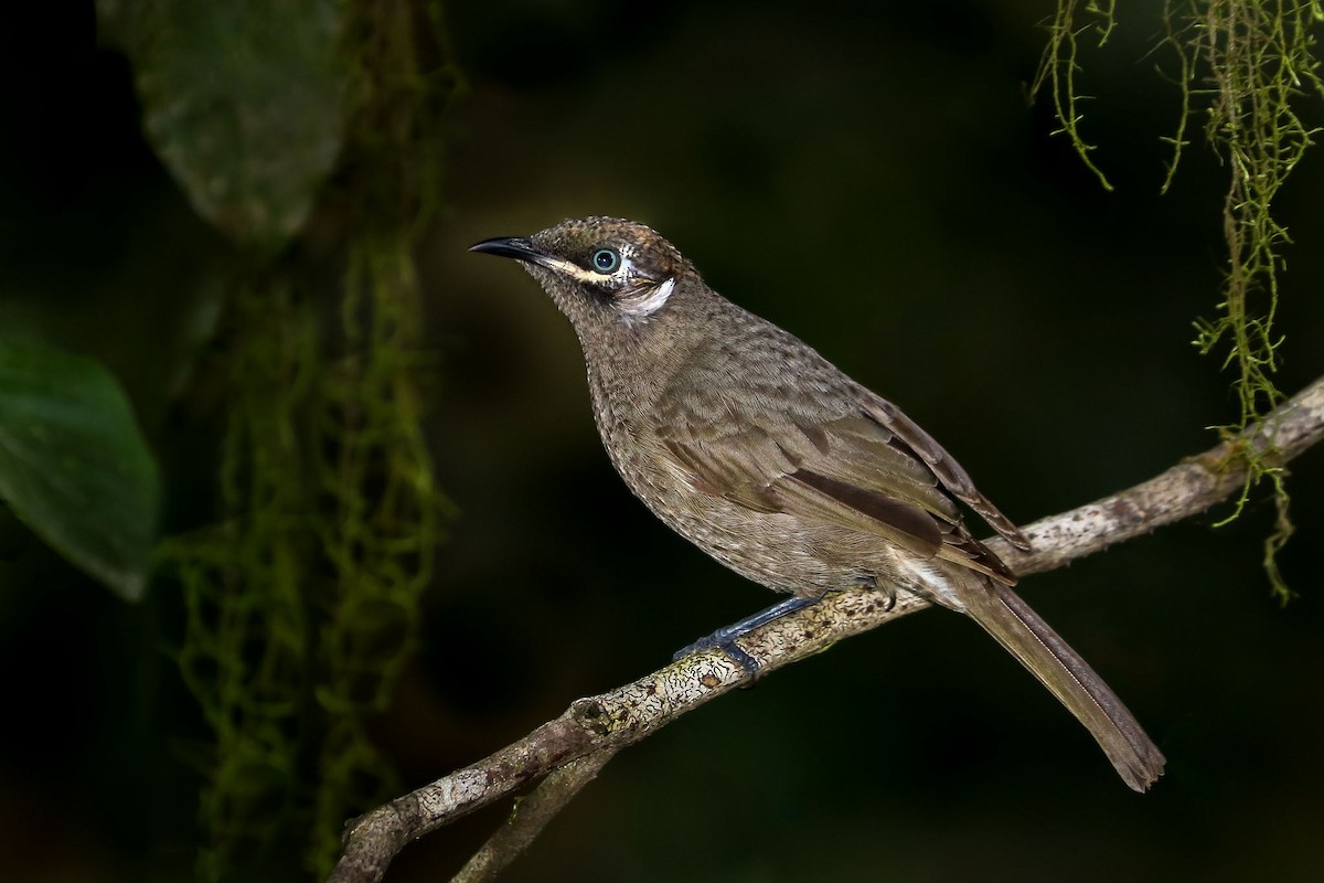 Eungella Honeyeater - Ged Tranter