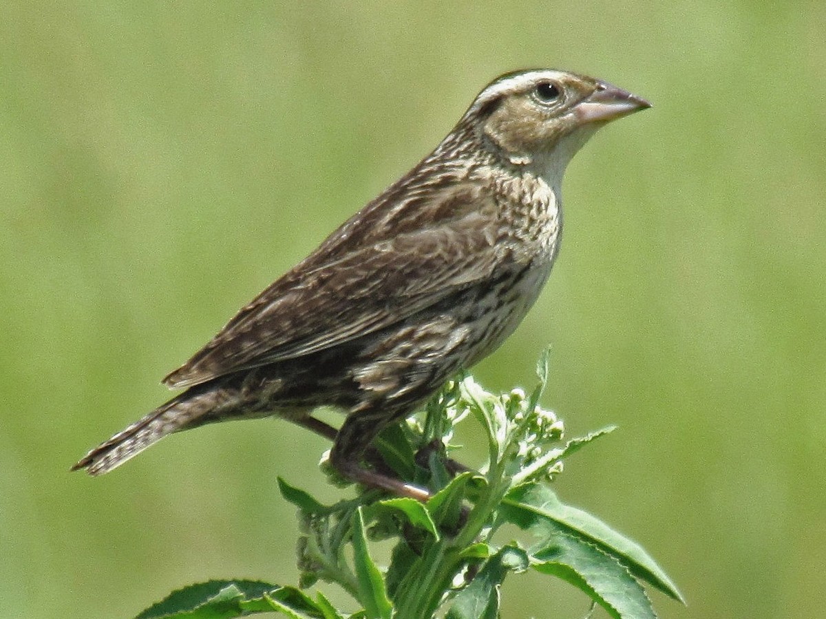 Female