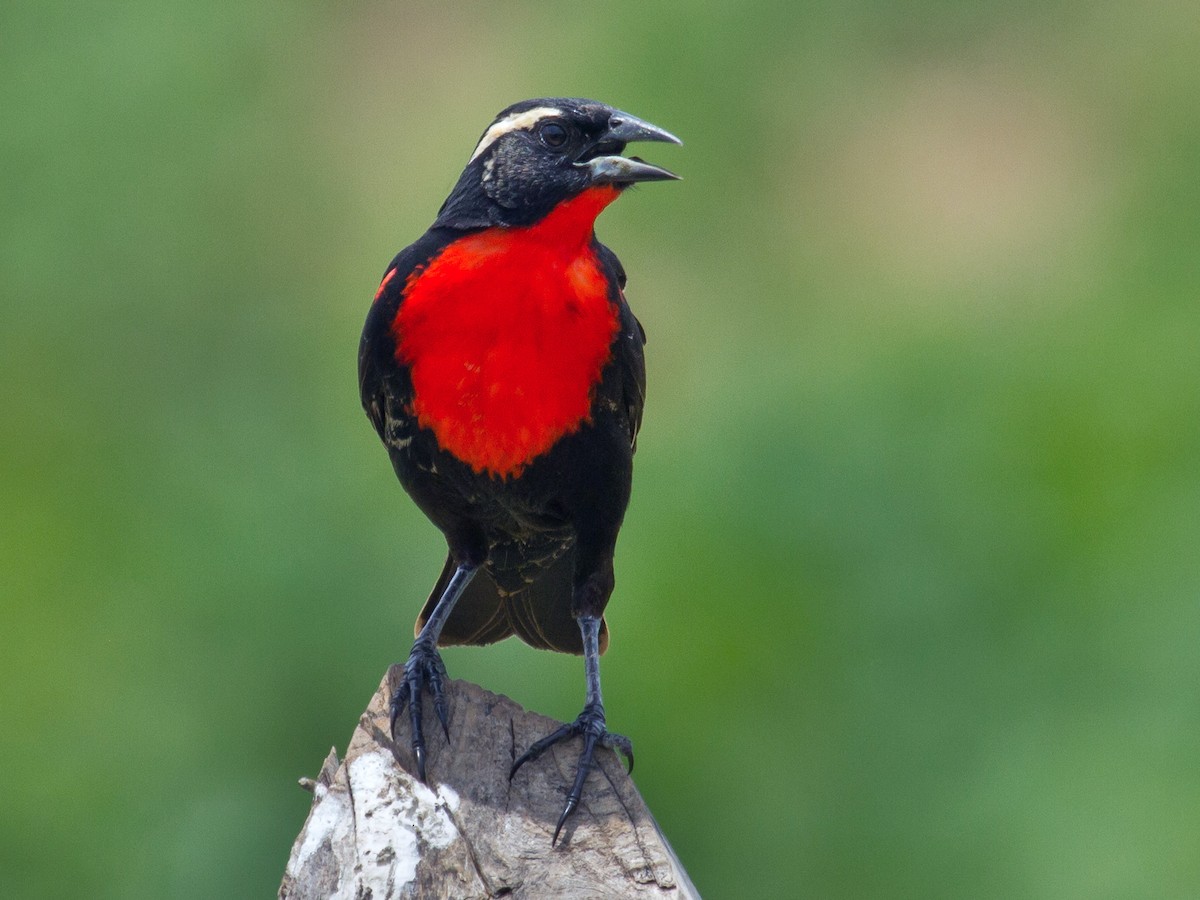 White-browed Meadowlark