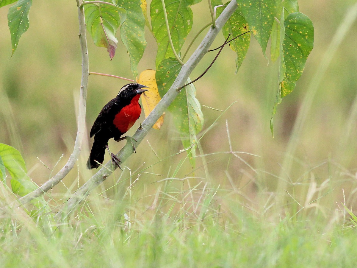 Breeding male