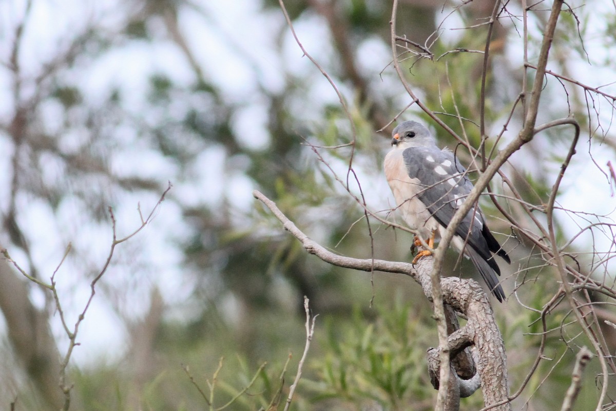 ML95306911 - Chinese Sparrowhawk - Macaulay Library