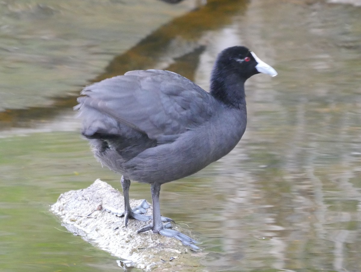 Eurasian Coot - ML95307721